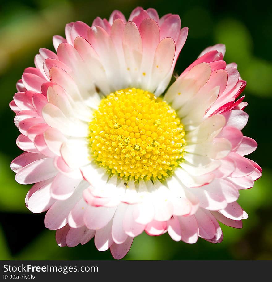 Close-up single daisy on field