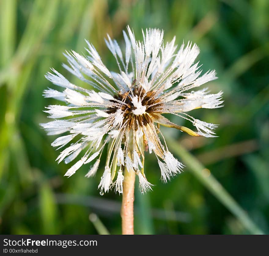 Dandelion at sunrise