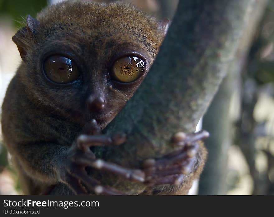 Philippine Tarsier