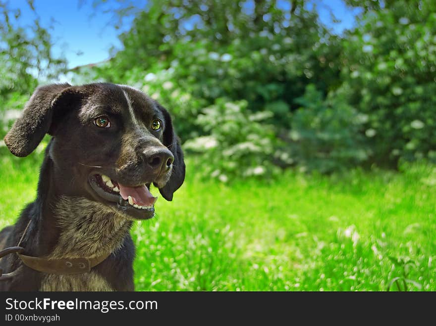 Dog With Green Background