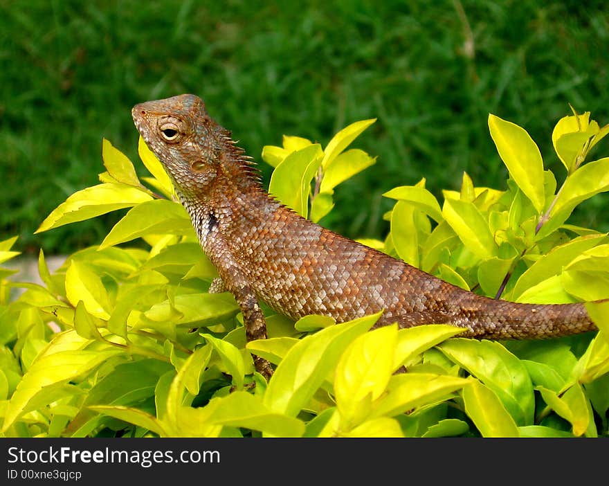 A chameleon lizard sitting on plant. A chameleon lizard sitting on plant