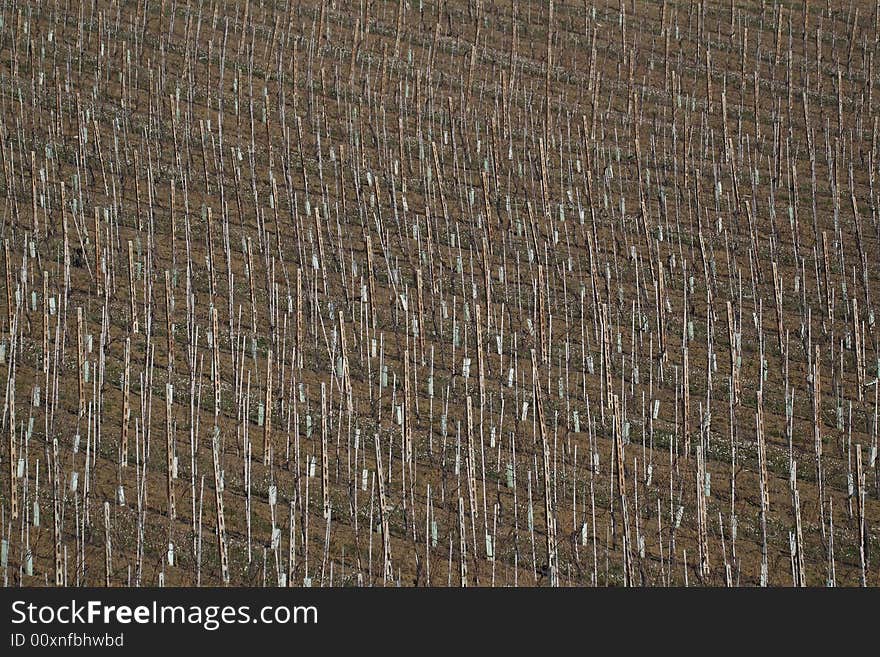 Mediterranean vineyards in Italy.
Fabriano (AN)