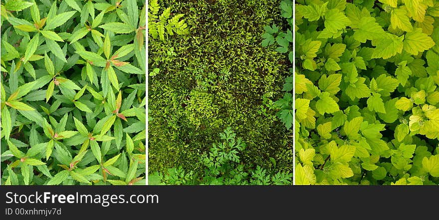 Three different plant backgrounds: moss, various leaves. Useful 3 in 1 set for graphic materials. Three different plant backgrounds: moss, various leaves. Useful 3 in 1 set for graphic materials.