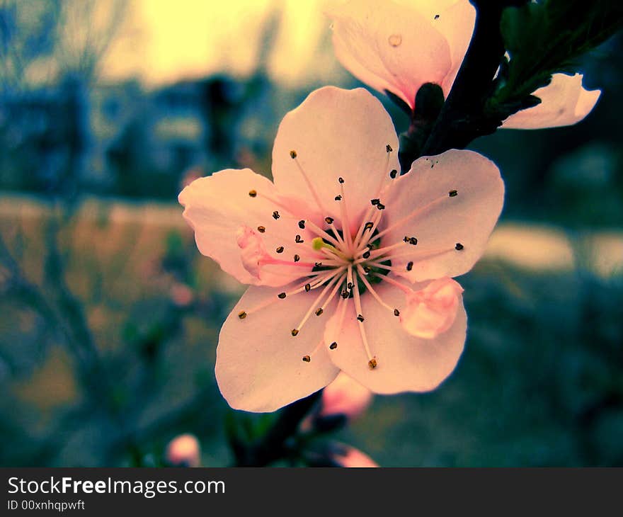 A spring afternoon,Beautiful blossom flowers on a tree. A spring afternoon,Beautiful blossom flowers on a tree.