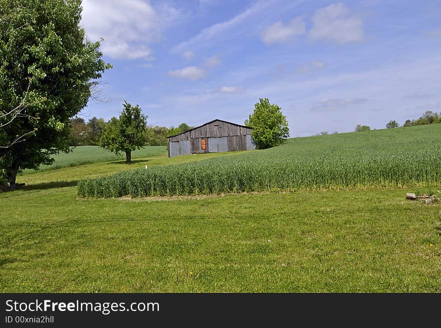 An Old Barn next to a Crop Field. An Old Barn next to a Crop Field