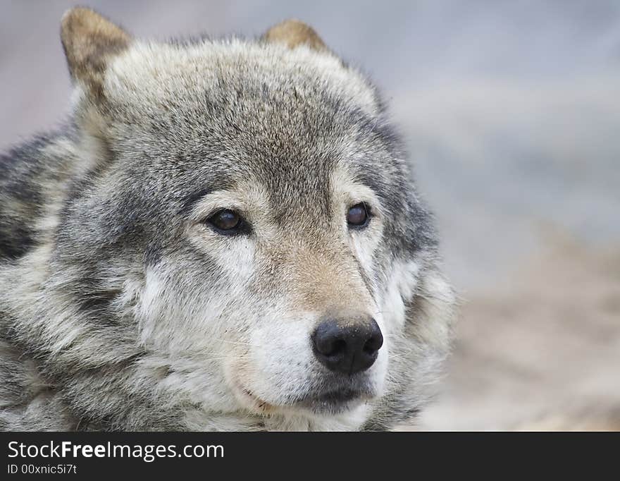 Portrait of the wolf