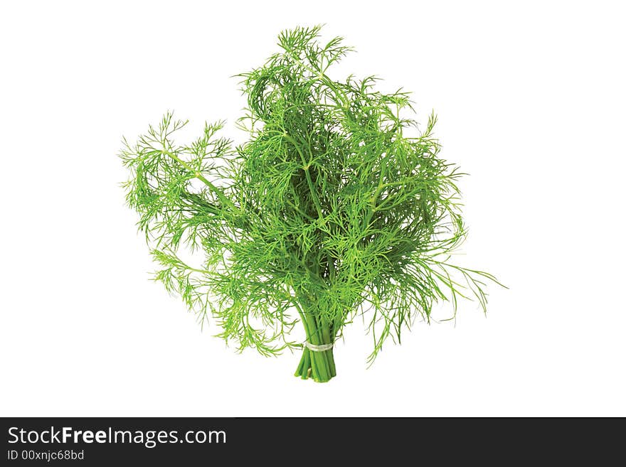 Green fennel bunch isolated on white background. Green fennel bunch isolated on white background