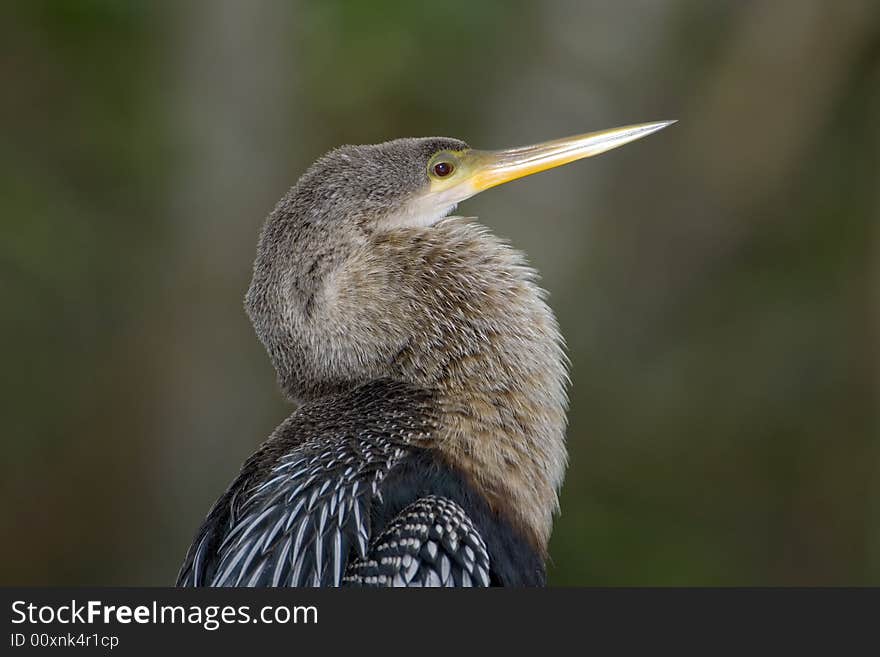 An Anhinga perched high up on a branch