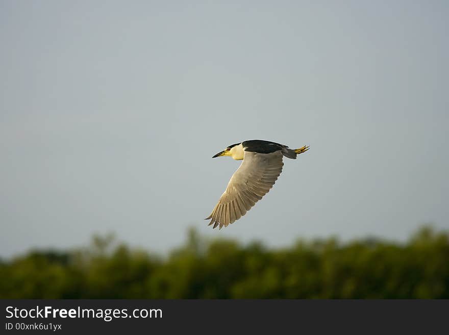 Black-crowned Night Heron In Flight