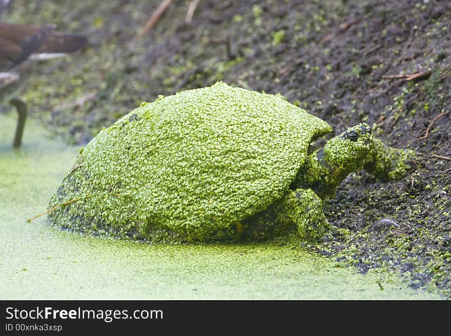 A Common covered with Duck Weed rests on the bank of a canal. A Common covered with Duck Weed rests on the bank of a canal