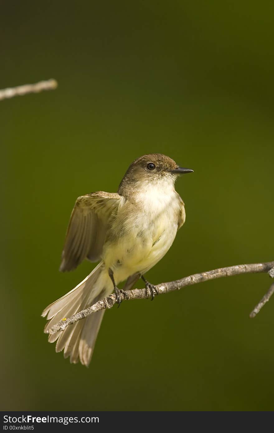 Eastern Wood-Pewee stretching