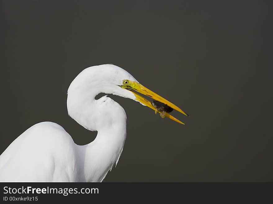 Great Egret with a fish