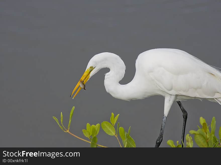 A Great Egret with a fish