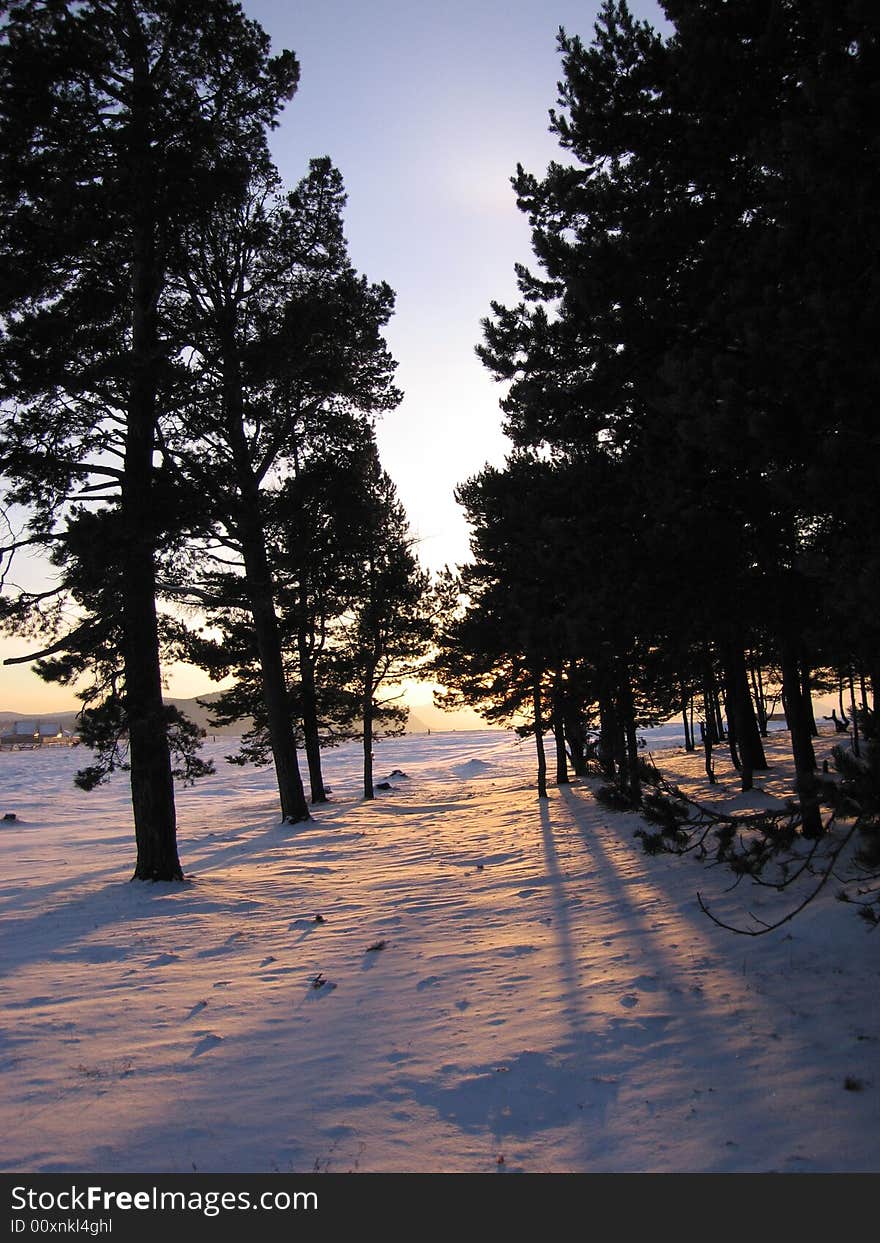 The Siberian taiga.