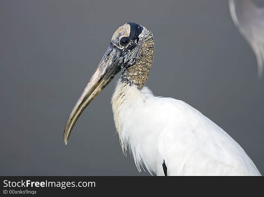 A Wood Stork poses for a close up photo. A Wood Stork poses for a close up photo