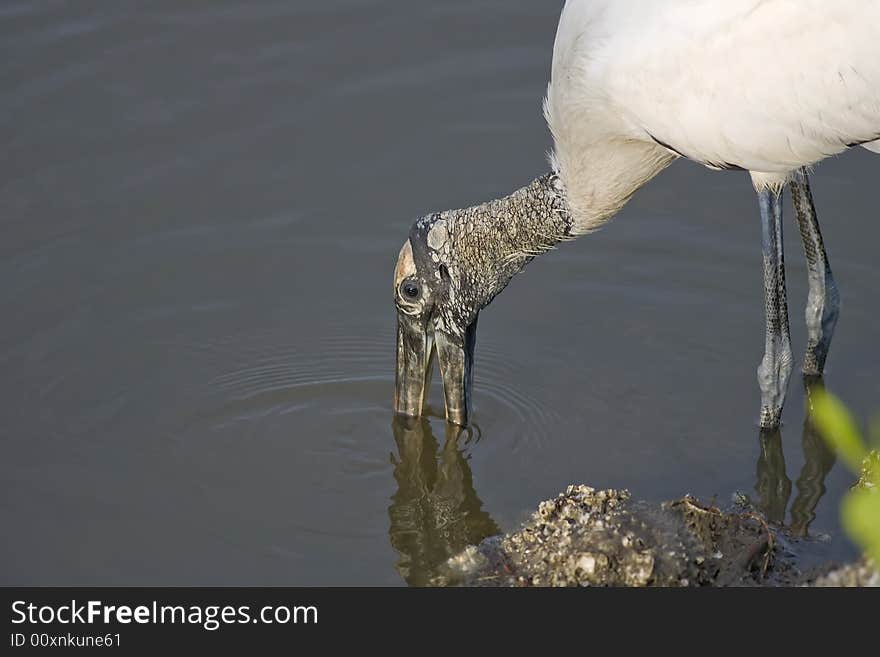 Wood Stork fishing for a meal