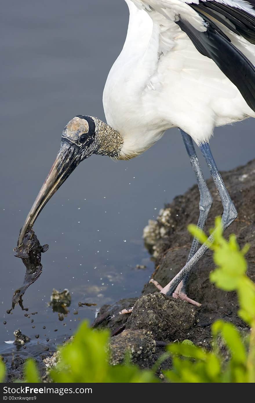 A Wood Stork with a fish