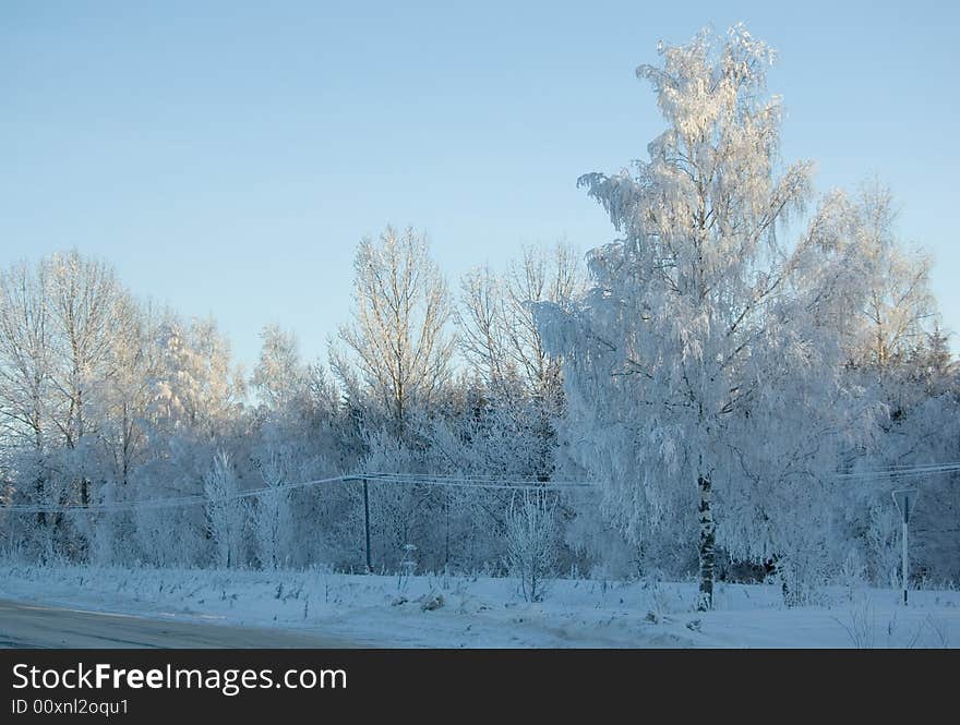 Frozen birch ..