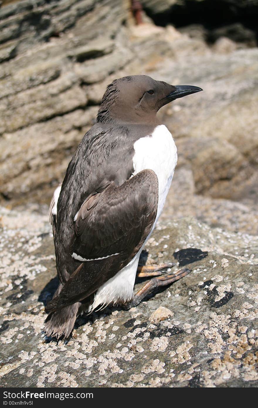 A summer plumage guillemot resting and drying out on the rocks.