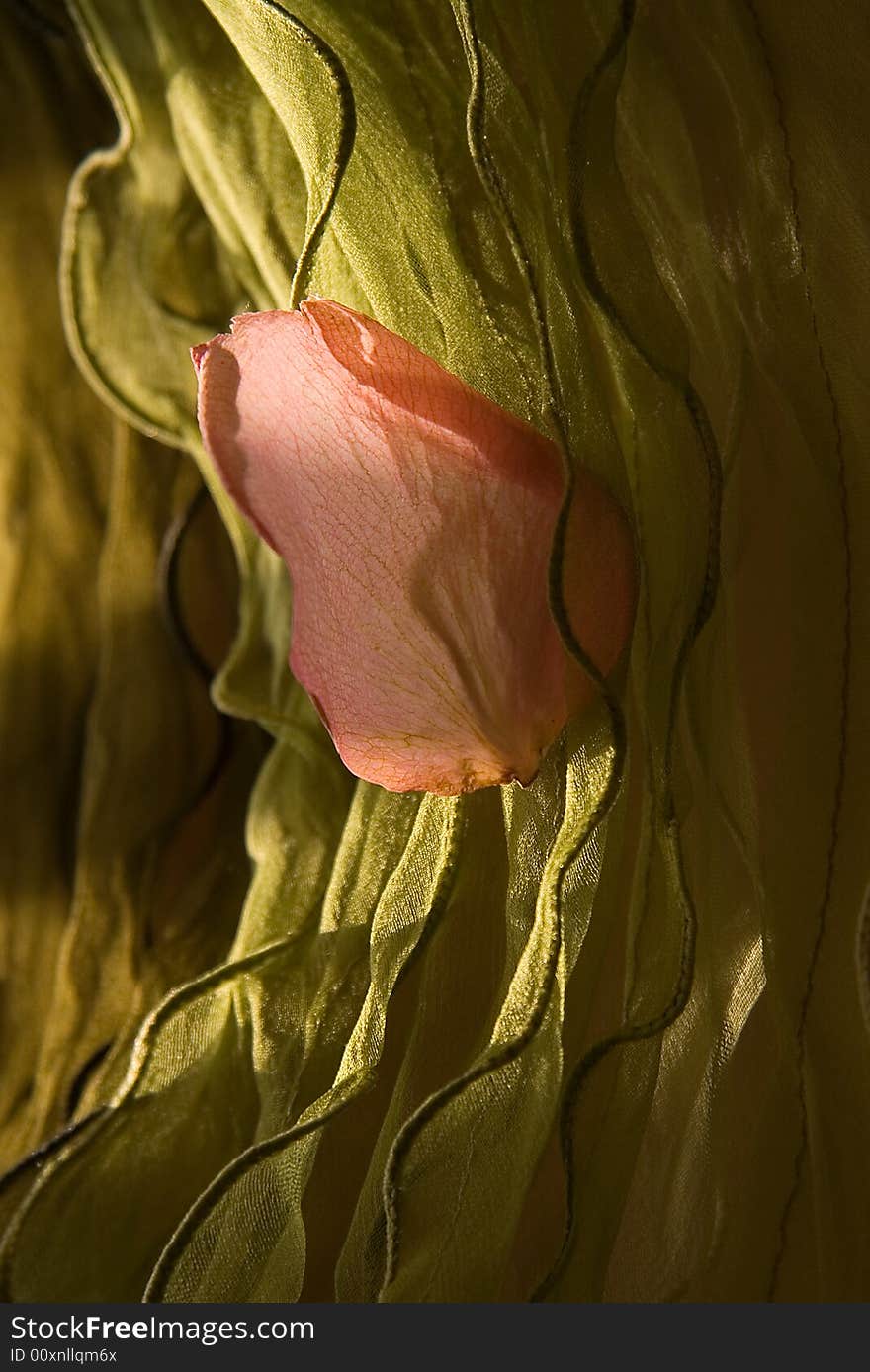 Petal Of A Rose On A Green Background