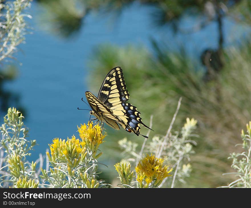 Butterfly