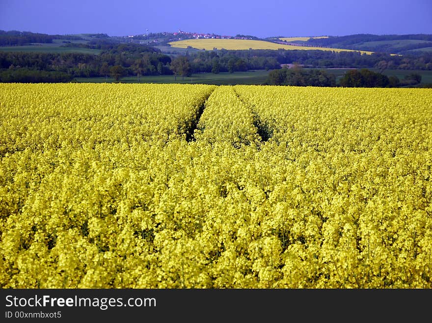 Agricultural area - ground of flowering rape and  underlying village