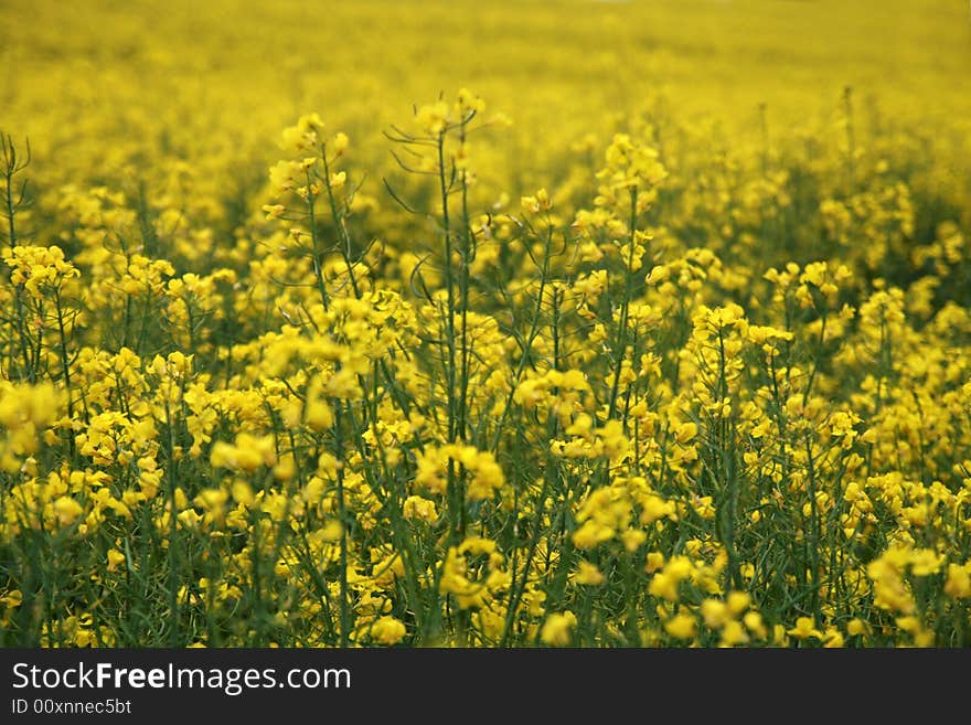 flowers background latina: Brassica napus. flowers background latina: Brassica napus