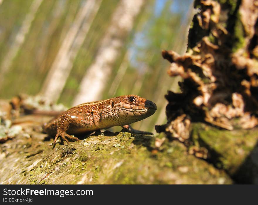 Lizard that basks in the spring sun