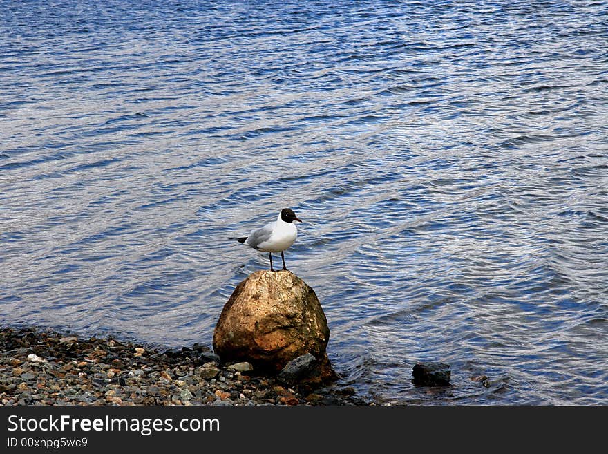 The Black-headed Gull (Larus ridibundus) is a small gull which breeds in much of Europe and Asia, and also in coastal eastern Canada. The Black-headed Gull (Larus ridibundus) is a small gull which breeds in much of Europe and Asia, and also in coastal eastern Canada