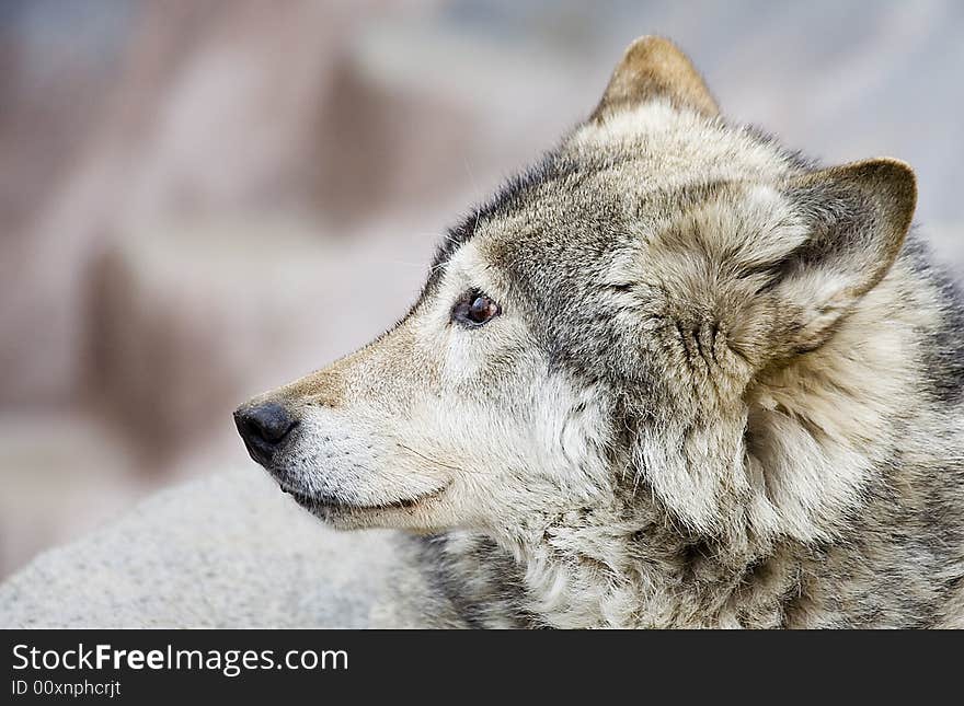 Portrait of the wolf