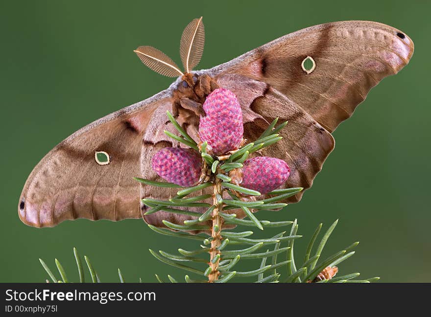 A polyphemus moth is clinging to an evergreen branch. A polyphemus moth is clinging to an evergreen branch.