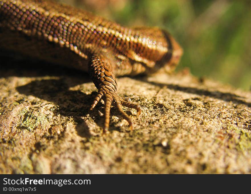 Lizard's forefoot with claws. Lizard creep on tree in the spring forest. Lizard's forefoot with claws. Lizard creep on tree in the spring forest