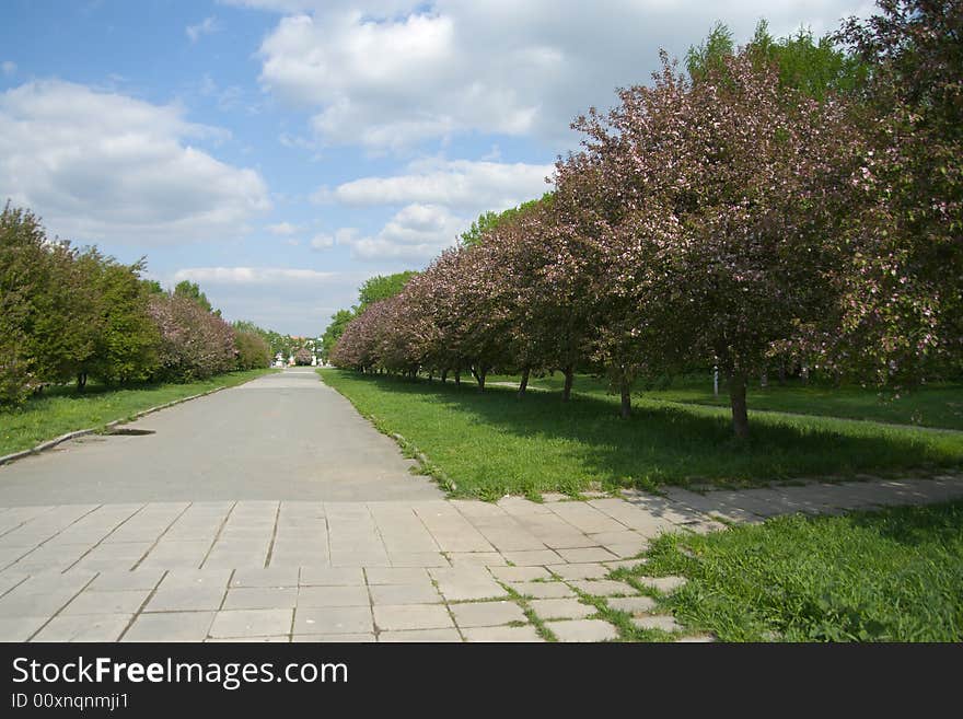 Apple-tree Alley