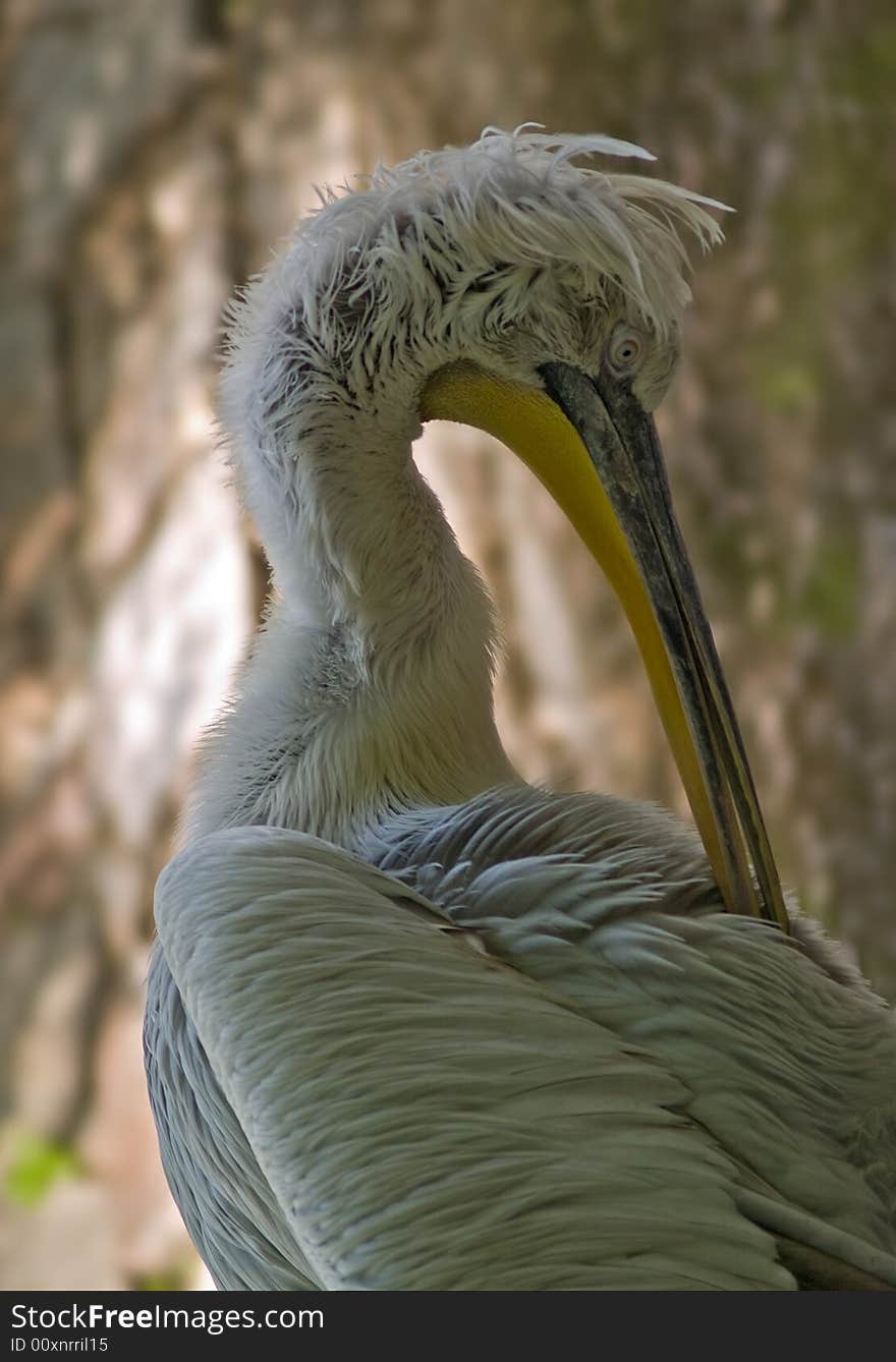 Curly Pelican