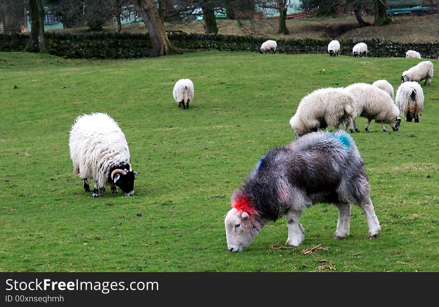 Marked Sheep