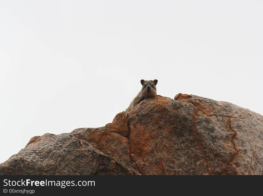 Dassie