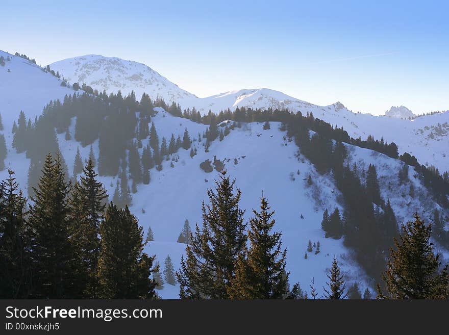 Winter forest and traces in the swiss Alps. Winter forest and traces in the swiss Alps