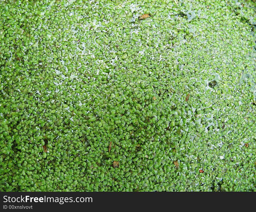 Green duckweed on the water