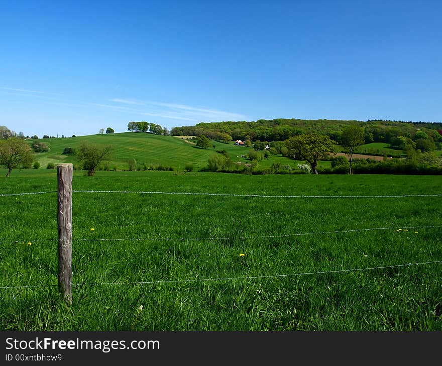 A green slanting meadow with trees in the background. A green slanting meadow with trees in the background