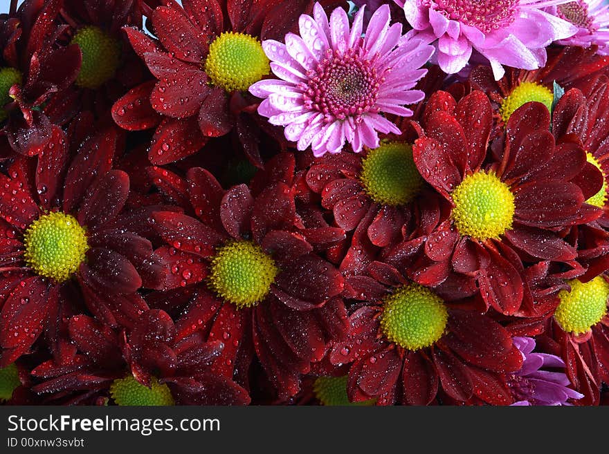 Variety of flowers very sharp shot