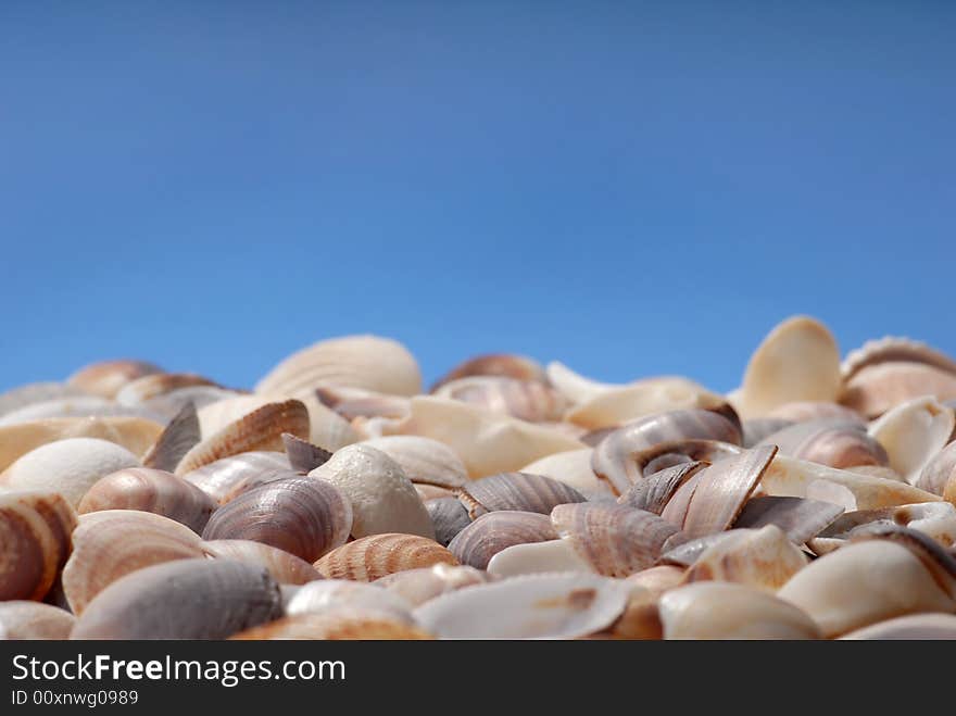 Shells in front of blue background. Shells in front of blue background.