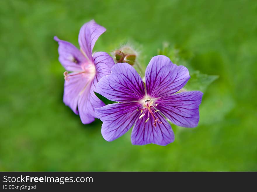 A close up shot - forest flower.