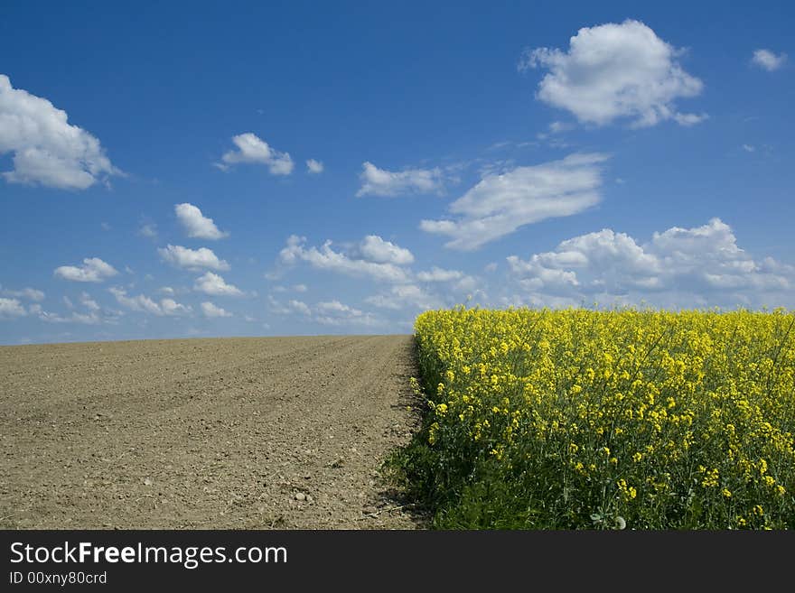 Rapeseed field and ploughed field