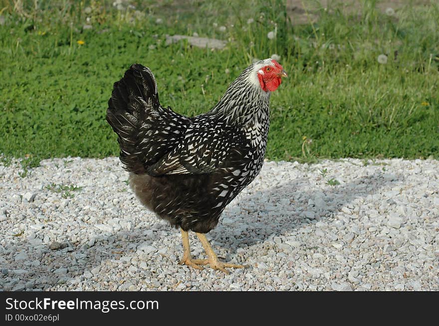 Black and white domestic hen. Black and white domestic hen