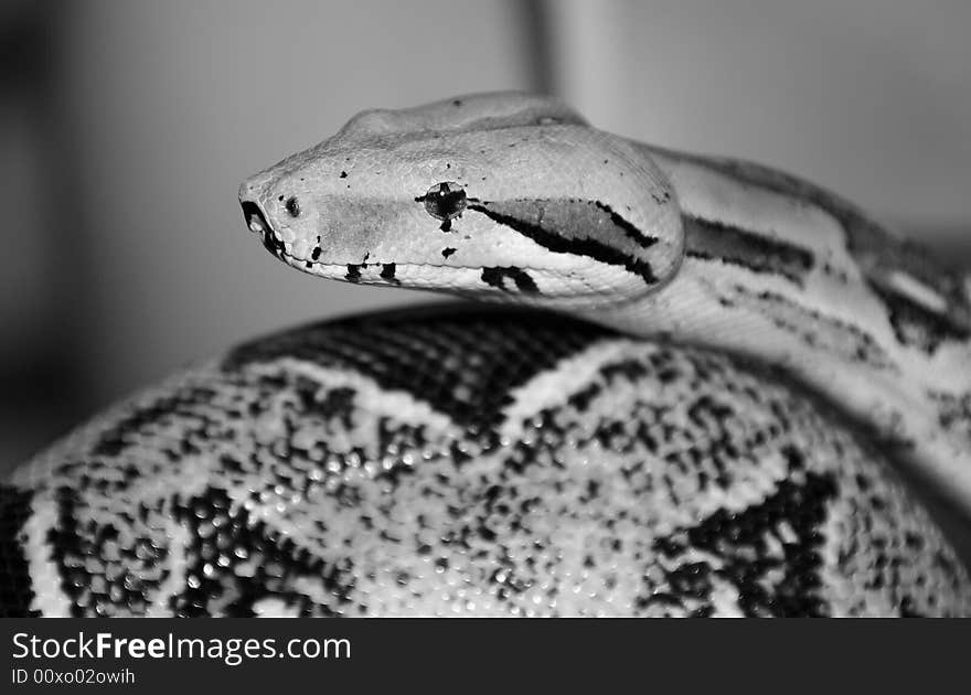 Red-Tailed Boa Constrictor in Black and White