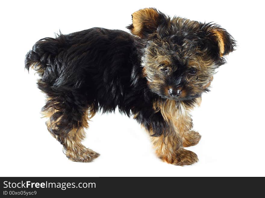 Teacup Yorkshire Terrier