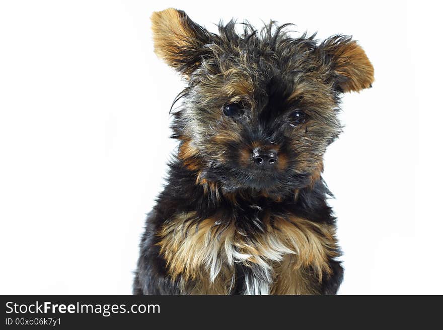 Teacup Yorkshire Terrier