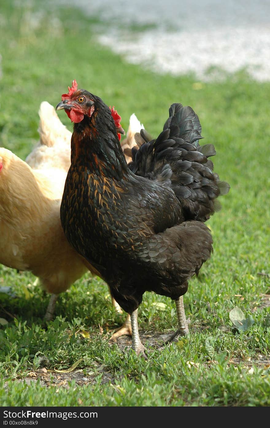 Black and brown domestic hen. Black and brown domestic hen