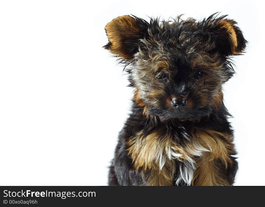 Teacup Yorkshire Terrier