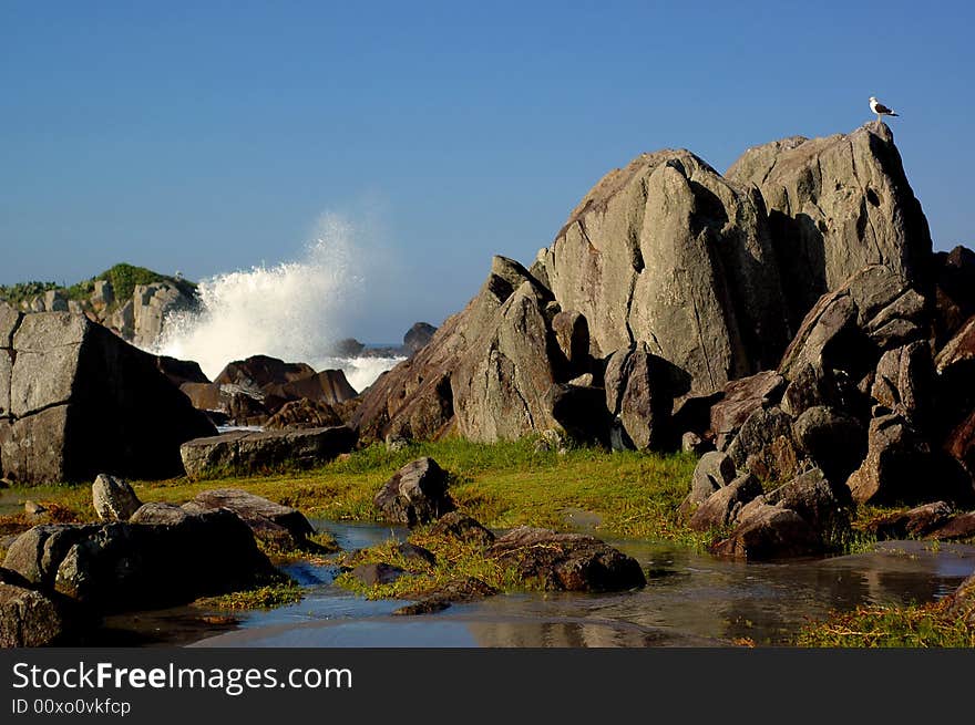 Bird in the rocks